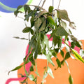 Forest Cactus - Rhipsalis elliptica - Sprouts of Bristol