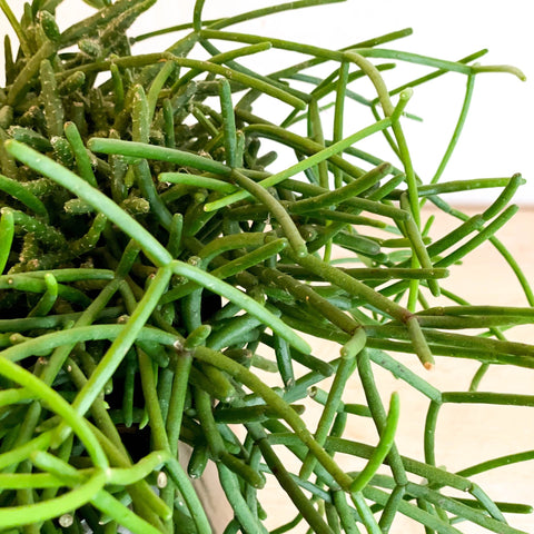 Forest Cactus - Rhipsalis heteroclada - Sprouts of Bristol