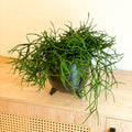 Forest Cactus - Rhipsalis heteroclada - Sprouts of Bristol