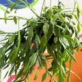 Forest Cactus - Rhipsalis occidentalis - Sprouts of Bristol