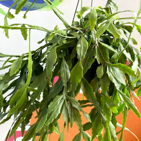 Forest Cactus - Rhipsalis occidentalis - Sprouts of Bristol
