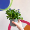 Forget-me-not - Myosotis sylvatica 'Mon Amie Blue' - Sprouts of Bristol