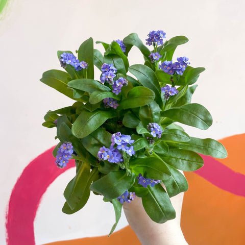 Forget-me-not - Myosotis sylvatica 'Mon Amie Blue' - Sprouts of Bristol