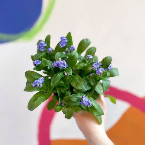 Forget-me-not - Myosotis sylvatica 'Mon Amie Blue' - Sprouts of Bristol