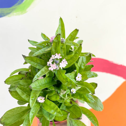 Forget-me-not - Myosotis sylvatica 'Mon Amie Pink' - Sprouts of Bristol
