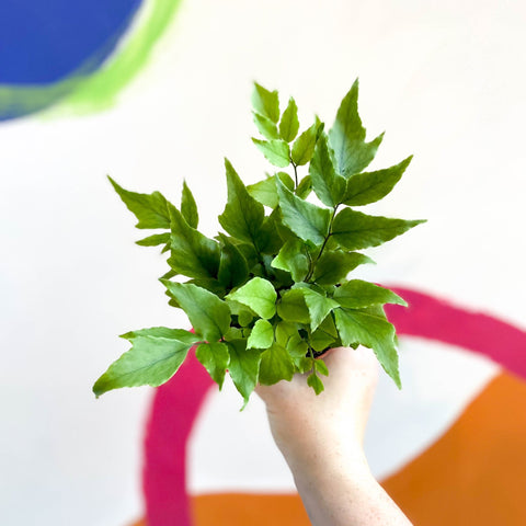 Fortune's Holly-fern - Cyrtomium fortunei - Sprouts of Bristol