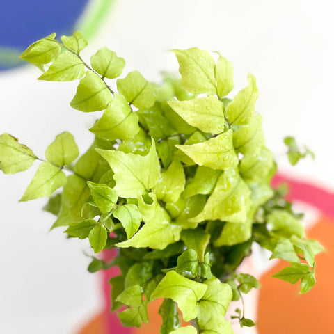 Fortune's Holly-fern - Cyrtomium fortunei - British Grown - Hardy Evergreen Fern - Sprouts of Bristol