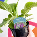 Foxgloves - Digitalis purpurea 'Dalmatian' - British Grown Herbaceous Perennial - Sprouts of Bristol