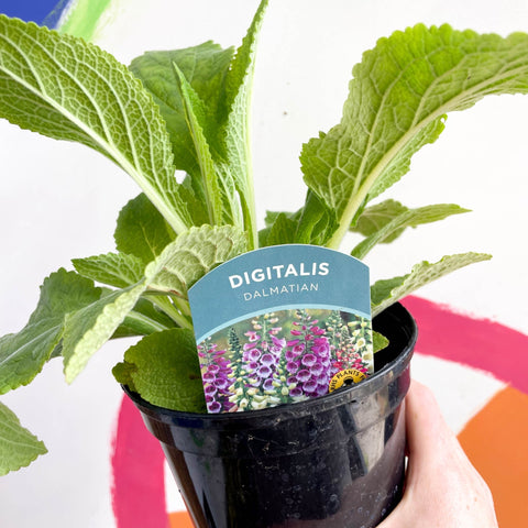 Foxgloves - Digitalis purpurea 'Dalmatian' - British Grown Herbaceous Perennial - Sprouts of Bristol