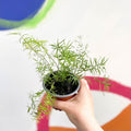 Foxtail Fern - Asparagus densiflorus 'Sprengeri' - British Grown - Sprouts of Bristol