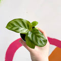 Freddie Calathea - Calathea concinna 'Freddie' - Sprouts of Bristol