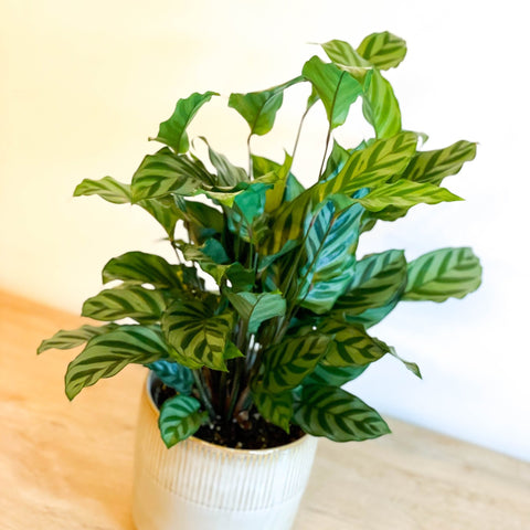 Freddie Calathea - Calathea concinna 'Freddie' - Sprouts of Bristol