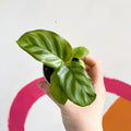 Freddie Calathea - Calathea concinna 'Freddie' - Sprouts of Bristol