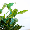 Freddie Calathea - Calathea concinna 'Freddie' - Sprouts of Bristol