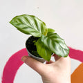 Freddie Calathea - Calathea concinna 'Freddie' - Sprouts of Bristol