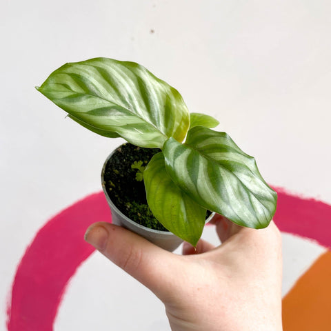 Freddie Calathea - Calathea concinna 'Freddie' - Sprouts of Bristol
