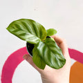 Freddie Calathea - Calathea concinna 'Freddie' - Sprouts of Bristol