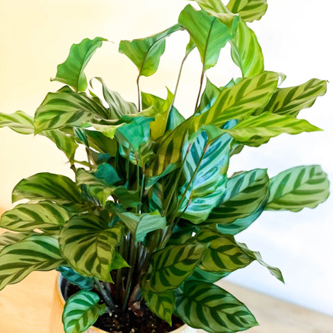 Freddie Calathea - Calathea concinna 'Freddie' - Sprouts of Bristol