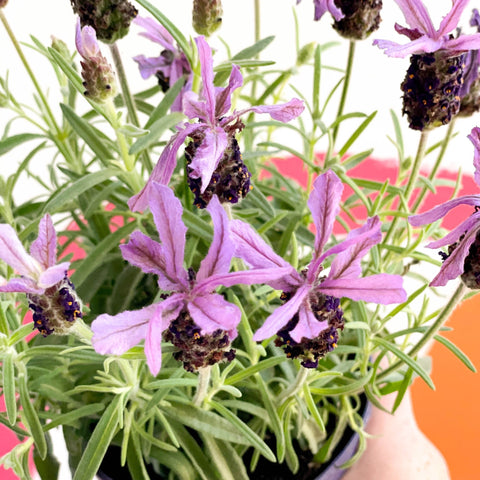 French Lavender - Lavandula stoechas 'Toscane' - Sprouts of Bristol