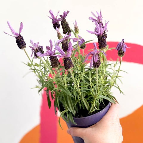 French Lavender - Lavandula stoechas 'Toscane' - Sprouts of Bristol
