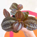 Friendship Plant - Pilea 'Norfolk' - Sprouts of Bristol