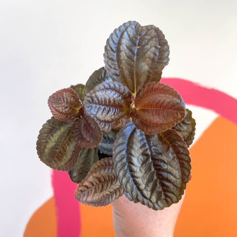 Friendship Plant - Pilea 'Norfolk' - Sprouts of Bristol