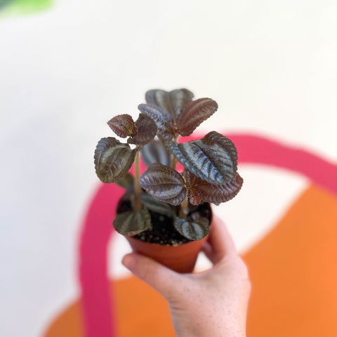 Friendship Plant - Pilea 'Norfolk' - Sprouts of Bristol