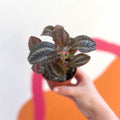 Friendship Plant - Pilea 'Norfolk' - Sprouts of Bristol