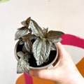 Friendship Plant - Pilea 'Norfolk' - British Grown - Sprouts of Bristol