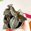 Friendship Plant - Pilea 'Norfolk' - British Grown - Sprouts of Bristol