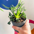 Frizzle Sizzle - Albuca spiralis - Sprouts of Bristol