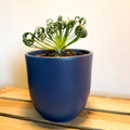 Frizzle Sizzle - Albuca spiralis - Sprouts of Bristol