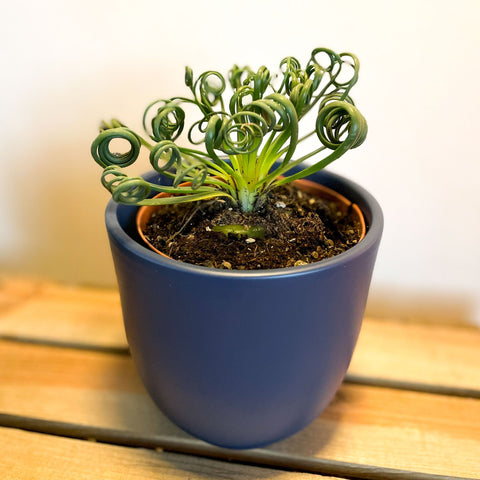 Frizzle Sizzle - Albuca spiralis - Sprouts of Bristol