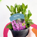 Garden Sage - Salvia nemorosa 'Marvel Rose' - British Grown Perennial - Sprouts of Bristol