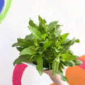 Garden Sage - Salvia nemorosa 'Ostfriesland' - British Grown Perennial - Sprouts of Bristol
