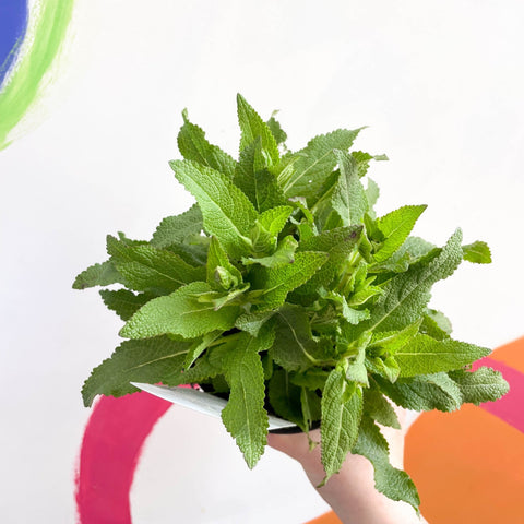 Garden Sage - Salvia nemorosa 'Ostfriesland' - British Grown Perennial - Sprouts of Bristol