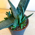 Gasteria carinata var. verrucosa - Sprouts of Bristol