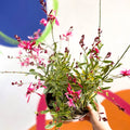 Gaura lindheimeri 'Freefolk Rosy' - Cotswold Grown Perennial - Sprouts of Bristol