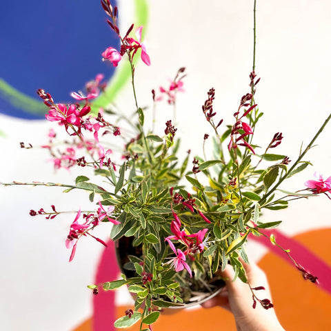 Gaura lindheimeri 'Freefolk Rosy' - Cotswold Grown Perennial - Sprouts of Bristol