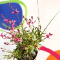 Gaura lindheimeri 'Freefolk Rosy' - Cotswold Grown Perennial - Sprouts of Bristol