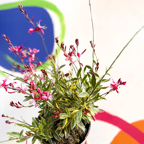 Gaura lindheimeri 'Freefolk Rosy' - Cotswold Grown Perennial - Sprouts of Bristol