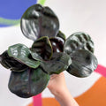 Geogenanthus ciliatus 'Midnight Pearl' - Sprouts of Bristol