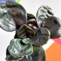 Geogenanthus ciliatus 'Midnight Pearl' - Sprouts of Bristol