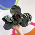 Geogenanthus ciliatus 'Midnight Pearl' - Sprouts of Bristol