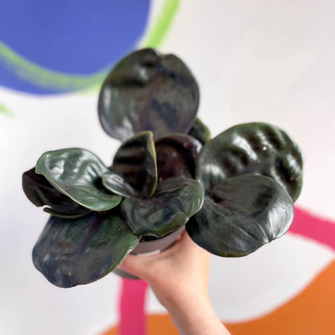 Geogenanthus ciliatus 'Midnight Pearl' - Sprouts of Bristol