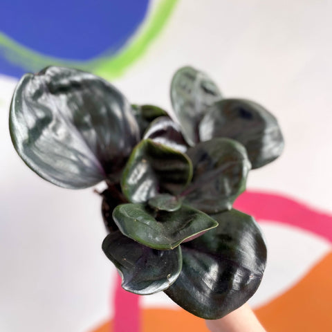 Geogenanthus ciliatus 'Midnight Pearl' - Sprouts of Bristol