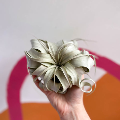 Giant Air Plant - Tillandsia xerographica - Sprouts of Bristol