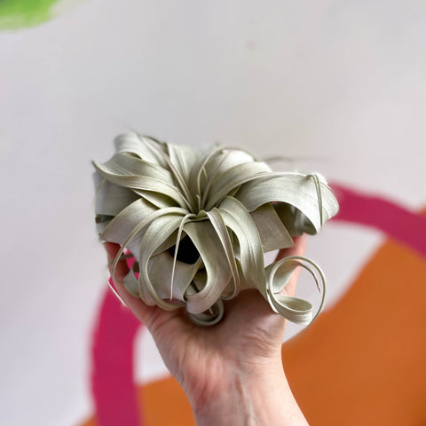 Giant Air Plant - Tillandsia xerographica - Sprouts of Bristol