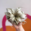 Giant Air Plant - Tillandsia xerographica - Sprouts of Bristol