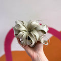Giant Air Plant - Tillandsia xerographica - Sprouts of Bristol